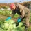 札幌伝統野菜「札幌大球」、今年も収穫期を迎えました